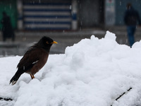 Birds search for food after the season's first snowfall in the plains in Sopore, Jammu and Kashmir, India, on December 12, 2024. (