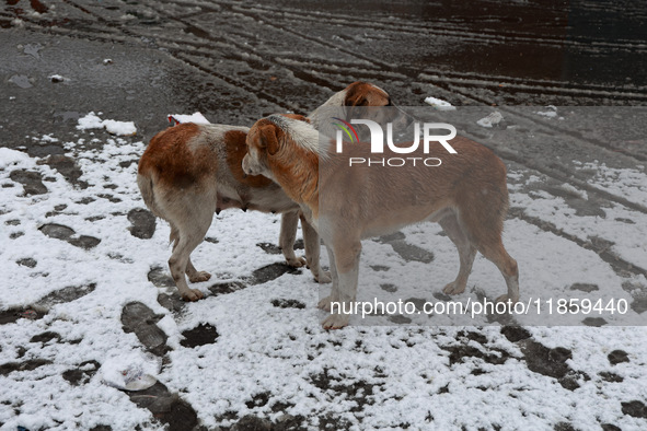 Stray dogs search for food amid snowfall in Sopore, Jammu and Kashmir, India, on December 12, 2024. 