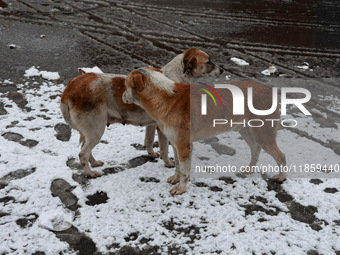 Stray dogs search for food amid snowfall in Sopore, Jammu and Kashmir, India, on December 12, 2024. (