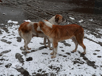 Stray dogs search for food amid snowfall in Sopore, Jammu and Kashmir, India, on December 12, 2024. (