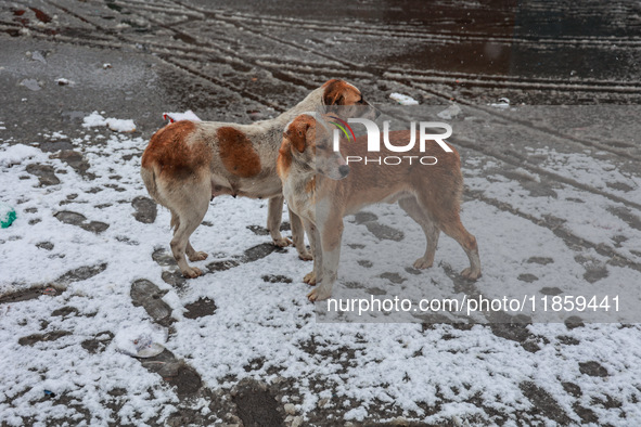 Stray dogs search for food amid snowfall in Sopore, Jammu and Kashmir, India, on December 12, 2024. 