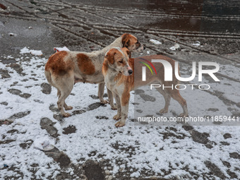 Stray dogs search for food amid snowfall in Sopore, Jammu and Kashmir, India, on December 12, 2024. (