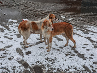 Stray dogs search for food amid snowfall in Sopore, Jammu and Kashmir, India, on December 12, 2024. (