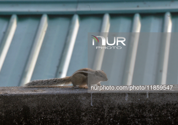 A squirrel searches for food as it roams on a wall in Siliguri, India, on December 12, 2024. 