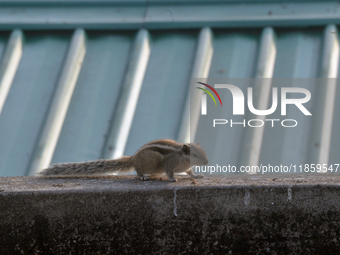 A squirrel searches for food as it roams on a wall in Siliguri, India, on December 12, 2024. (