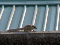 A squirrel searches for food as it roams on a wall in Siliguri, India, on December 12, 2024. (