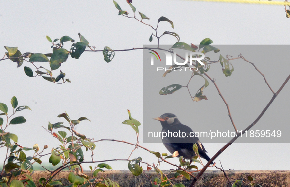 An Indian Pied Myna sits on a wall near a tree in Siliguri, India, on December 12, 2024. 