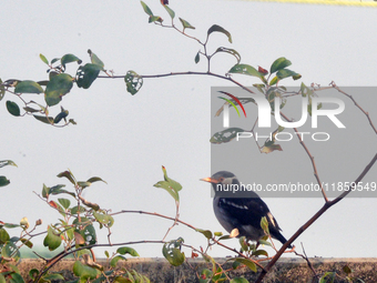 An Indian Pied Myna sits on a wall near a tree in Siliguri, India, on December 12, 2024. (