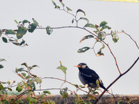 An Indian Pied Myna sits on a wall near a tree in Siliguri, India, on December 12, 2024. (