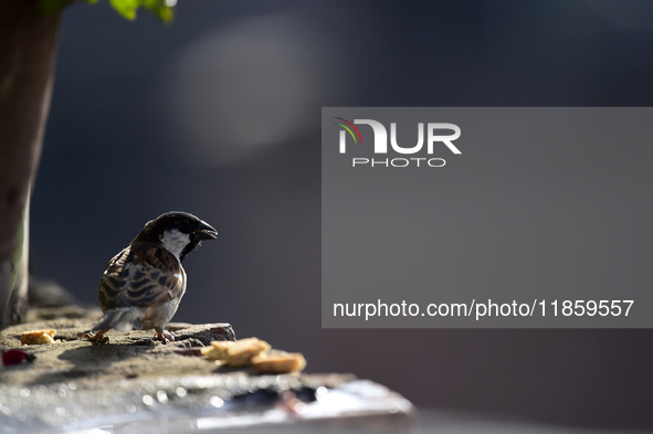 A sparrow eats food offered by people on the roof of a house in Kirtipur, Kathmandu, Nepal, on December 12, 2024. 