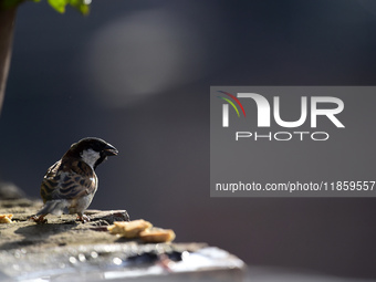 A sparrow eats food offered by people on the roof of a house in Kirtipur, Kathmandu, Nepal, on December 12, 2024. (