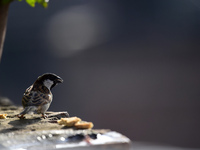 A sparrow eats food offered by people on the roof of a house in Kirtipur, Kathmandu, Nepal, on December 12, 2024. (