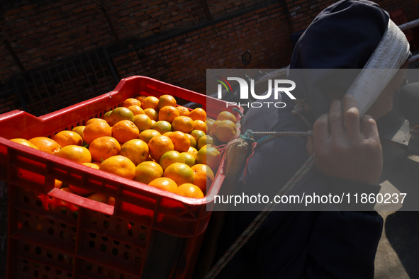 A Nepali daily wage worker carries a crate full of oranges, transporting it to another location from a local market in Kathmandu, Nepal, on...