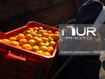 A Nepali daily wage worker carries a crate full of oranges, transporting it to another location from a local market in Kathmandu, Nepal, on...