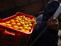 A Nepali daily wage worker carries a crate full of oranges, transporting it to another location from a local market in Kathmandu, Nepal, on...