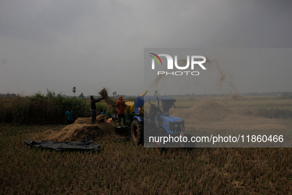 Village farmers are seen at an agricultural paddy field as they are busy with paddy harvesting work on the outskirts of Bhubaneswar, Odisha,...