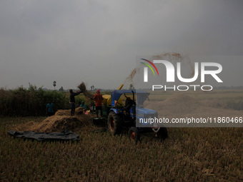 Village farmers are seen at an agricultural paddy field as they are busy with paddy harvesting work on the outskirts of Bhubaneswar, Odisha,...