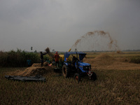 Village farmers are seen at an agricultural paddy field as they are busy with paddy harvesting work on the outskirts of Bhubaneswar, Odisha,...