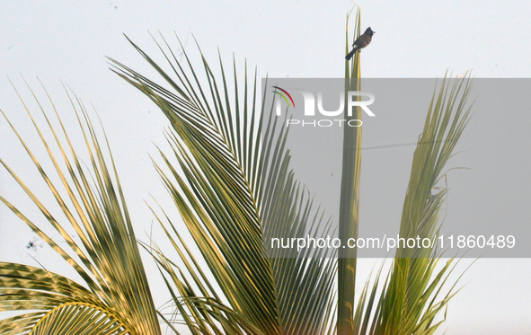 A Bulbul bird sits on the coconut tree in Siliguri, India, on December 12, 2024. 