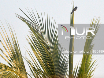 A Bulbul bird sits on the coconut tree in Siliguri, India, on December 12, 2024. (