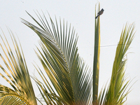 A Bulbul bird sits on the coconut tree in Siliguri, India, on December 12, 2024. (