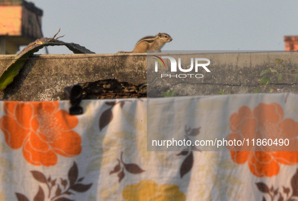 A squirrel searches for food and roams on a wall of a building in Siliguri, India, on December 12, 2024. 