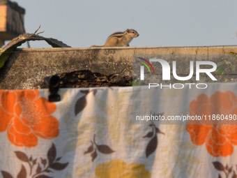 A squirrel searches for food and roams on a wall of a building in Siliguri, India, on December 12, 2024. (