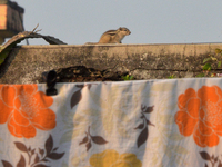 A squirrel searches for food and roams on a wall of a building in Siliguri, India, on December 12, 2024. (