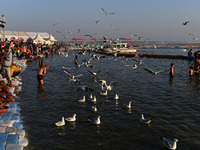 Seagulls fly and float on the Sangam, the confluence of the rivers Ganges, Yamuna, and the mythical Saraswathi, in Prayagraj, India, on Dece...