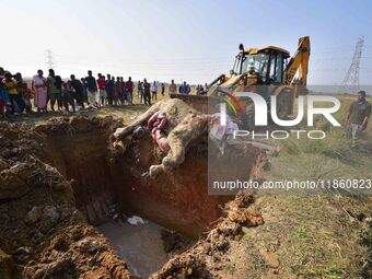 An excavator moves the carcass of an elephant, which forest officials state died of ill health in a paddy field, for its burial in Kondoli v...