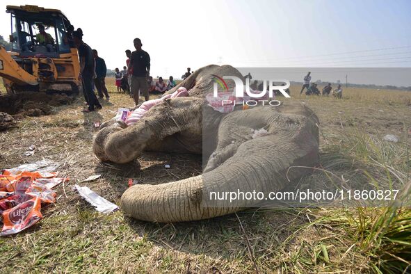 A carcass of an elephant, which according to forest officials died of ill health in a paddy field, is prepared for burial in Kondoli village...