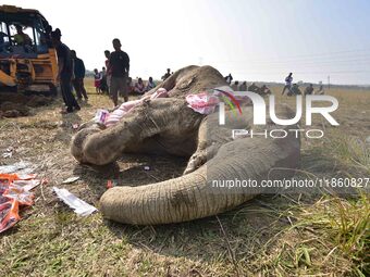 A carcass of an elephant, which according to forest officials died of ill health in a paddy field, is prepared for burial in Kondoli village...