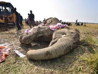 A carcass of an elephant, which according to forest officials died of ill health in a paddy field, is prepared for burial in Kondoli village...