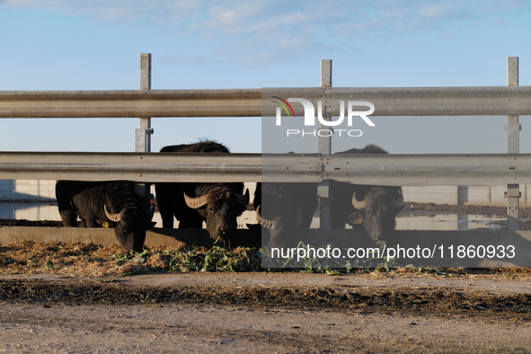 A herd of captive black buffalo grazes inside a metal fenced enclosure, set against a rural landscape in Trinitapoli, Italy, on December 10,...