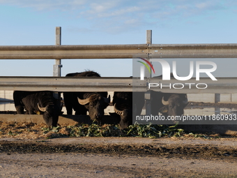 A herd of captive black buffalo grazes inside a metal fenced enclosure, set against a rural landscape in Trinitapoli, Italy, on December 10,...