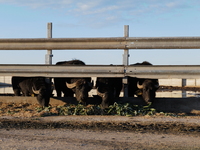 A herd of captive black buffalo grazes inside a metal fenced enclosure, set against a rural landscape in Trinitapoli, Italy, on December 10,...