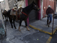 A horse leaves a house in Santa Maria Tomatlan in the Iztapalapa municipality, Mexico City, on December 12, 2024, during the celebration of...