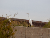 The great egret, a partially migratory species, travels from Canada and the northern United States to warmer southern regions during winter....