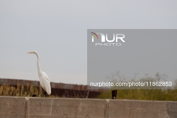 The great egret, a partially migratory species, travels from Canada and the northern United States to warmer southern regions during winter....