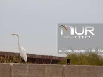 The great egret, a partially migratory species, travels from Canada and the northern United States to warmer southern regions during winter....