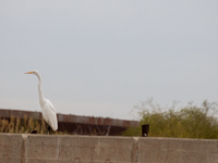 The great egret, a partially migratory species, travels from Canada and the northern United States to warmer southern regions during winter....