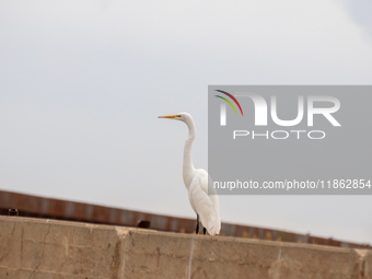 The great egret, a partially migratory species, travels from Canada and the northern United States to warmer southern regions during winter....