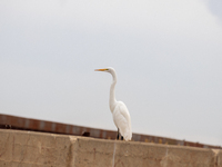 The great egret, a partially migratory species, travels from Canada and the northern United States to warmer southern regions during winter....