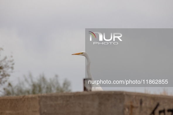 The great egret, a partially migratory species, travels from Canada and the northern United States to warmer southern regions during winter....