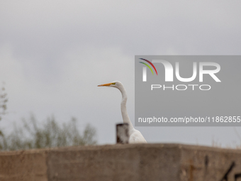 The great egret, a partially migratory species, travels from Canada and the northern United States to warmer southern regions during winter....