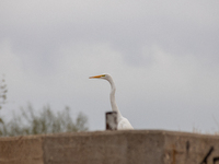 The great egret, a partially migratory species, travels from Canada and the northern United States to warmer southern regions during winter....