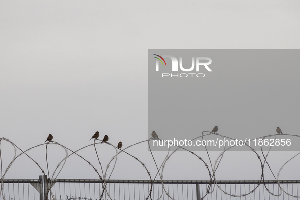 The border wall and barbed wire installed by the United States impact both migrants and local and migratory wildlife. Birds like the great e...