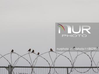 The border wall and barbed wire installed by the United States impact both migrants and local and migratory wildlife. Birds like the great e...