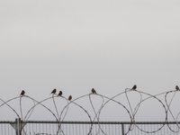 The border wall and barbed wire installed by the United States impact both migrants and local and migratory wildlife. Birds like the great e...