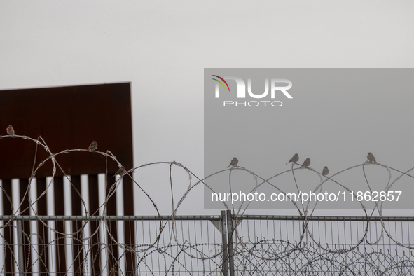 The border wall and barbed wire installed by the United States impact both migrants and local and migratory wildlife. Birds like the great e...